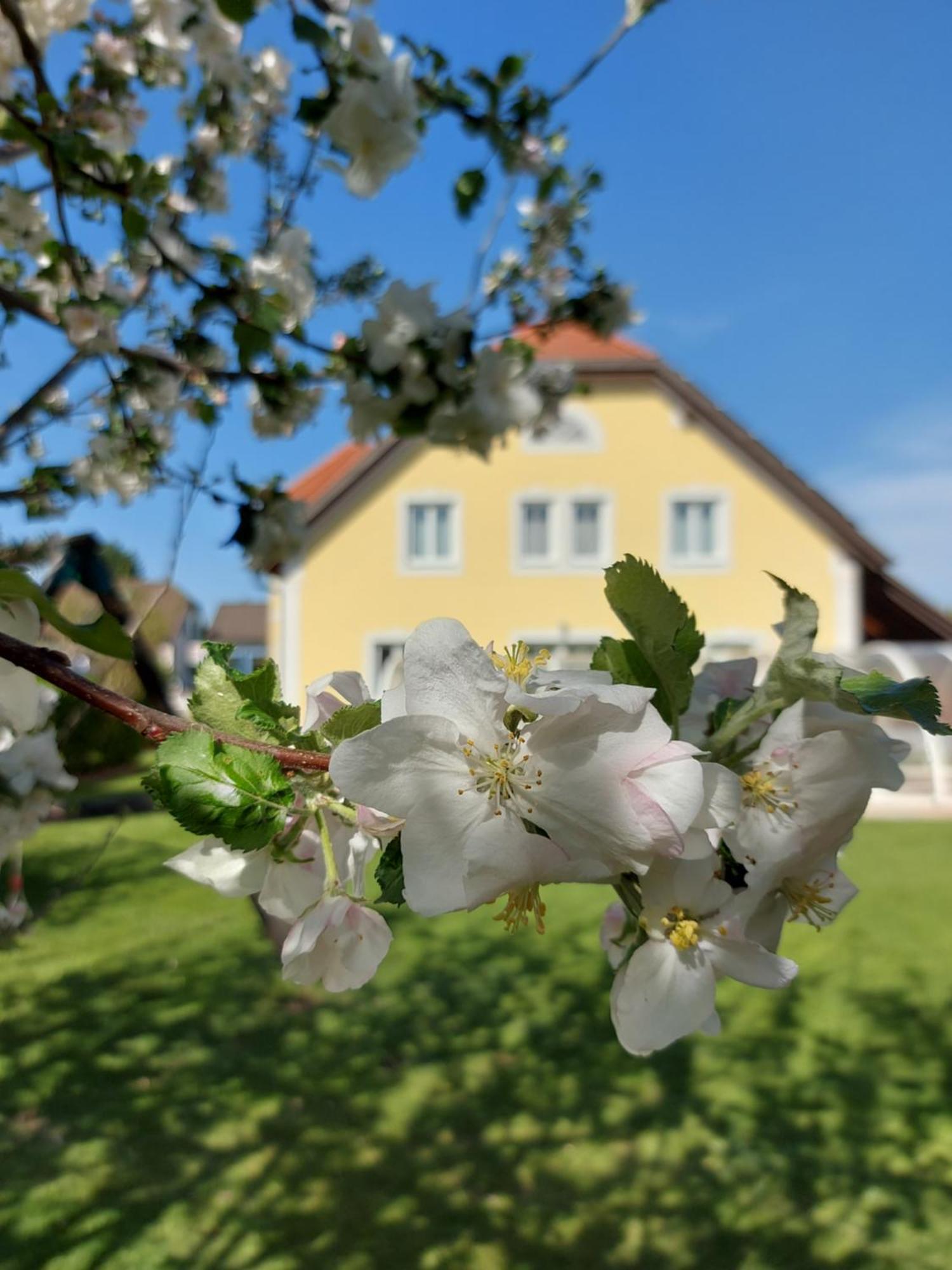 Gaestehaus Familie Trachsler Rohrendorf bei Krems Exterior foto