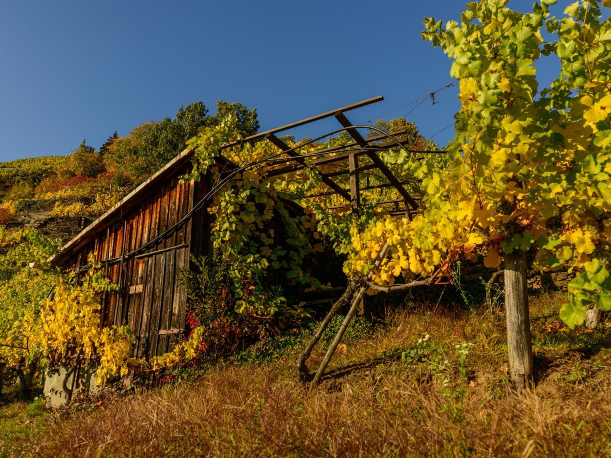 Gaestehaus Familie Trachsler Rohrendorf bei Krems Exterior foto